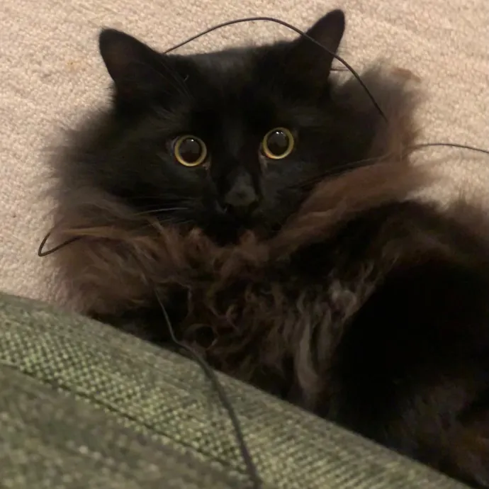 Jennifer's Purrfect Cat Sitting East Bay