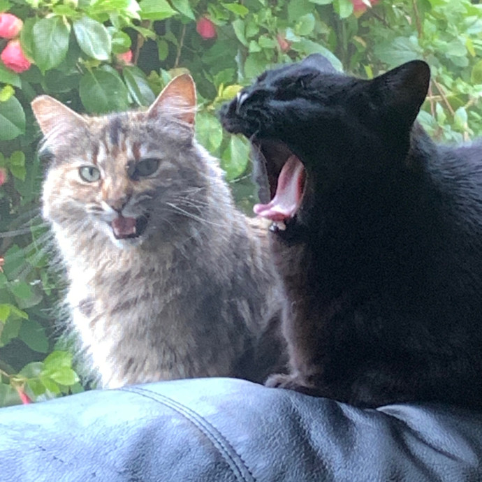 Jennifer's Purrfect Cat Sitting East Bay