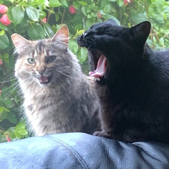 Jennifer's Purrfect Cat Sitting East Bay