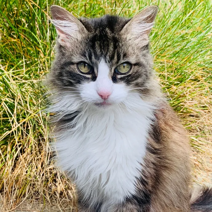 Jennifer's Purrfect Cat Sitting East Bay