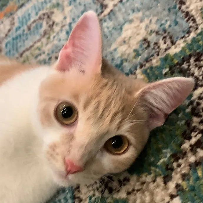 Jennifer's Purrfect Cat Sitting East Bay
