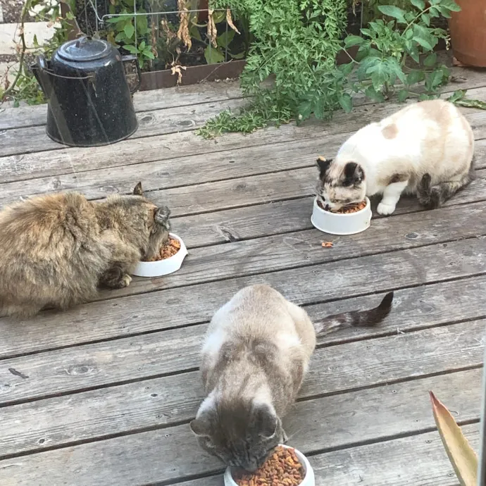 Jennifer's Purrfect Cat Sitting East Bay