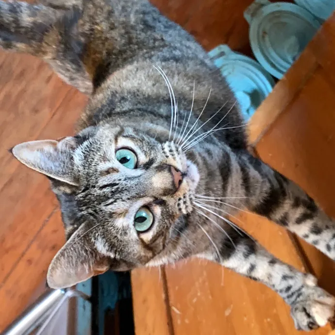 Jennifer's Purrfect Cat Sitting East Bay