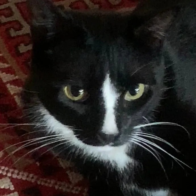 Jennifer's Purrfect Cat Sitting East Bay