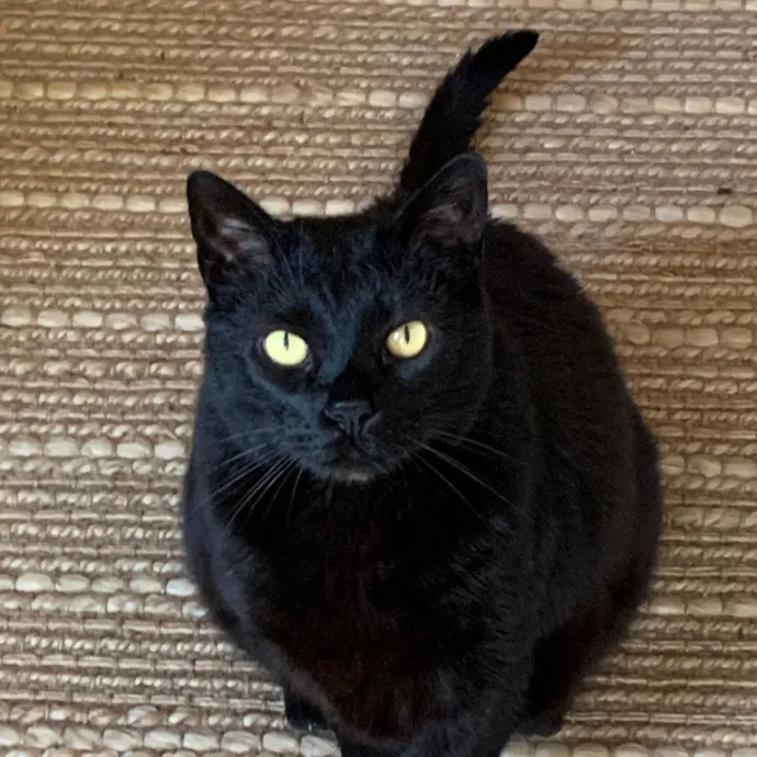 Jennifer's Purrfect Cat Sitting East Bay