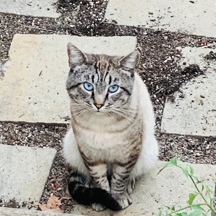 Jennifer's Purrfect Cat Sitting East Bay