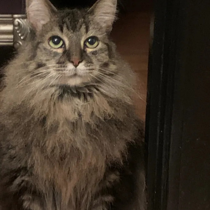 Jennifer's Purrfect Cat Sitting East Bay