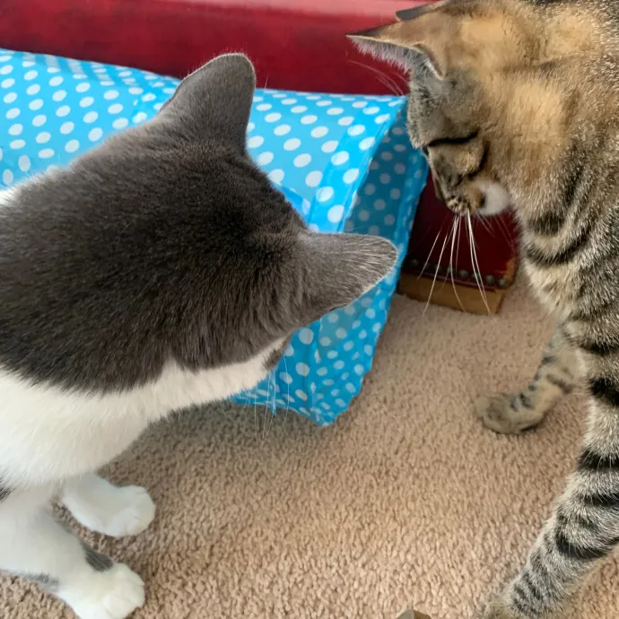 Jennifer's Purrfect Cat Sitting East Bay