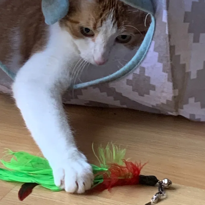 Jennifer's Purrfect Cat Sitting East Bay
