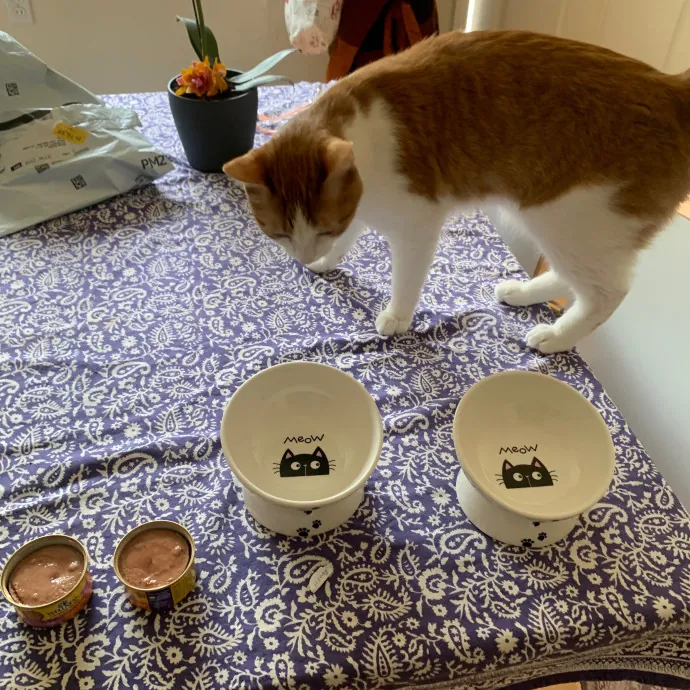 Jennifer's Purrfect Cat Sitting East Bay