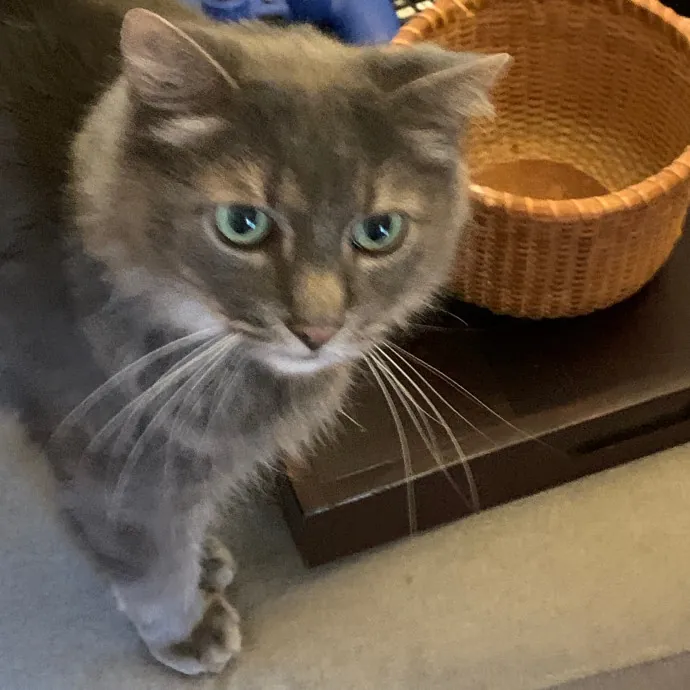 Jennifer's Purrfect Cat Sitting East Bay