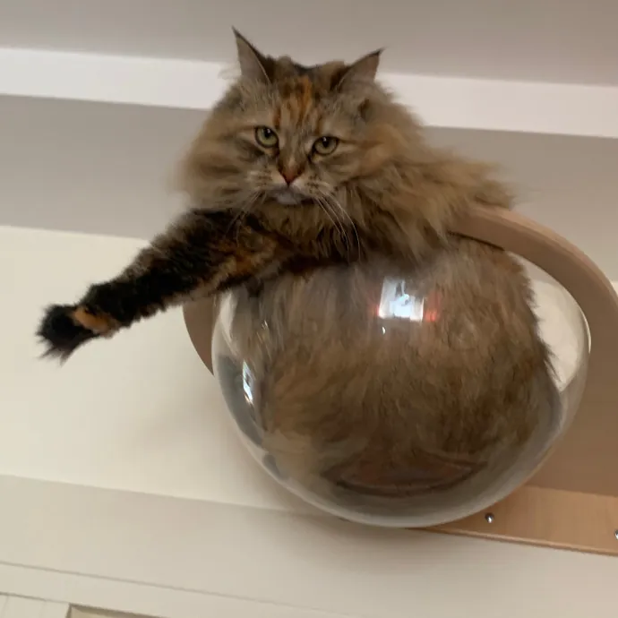 Jennifer's Purrfect Cat Sitting East Bay