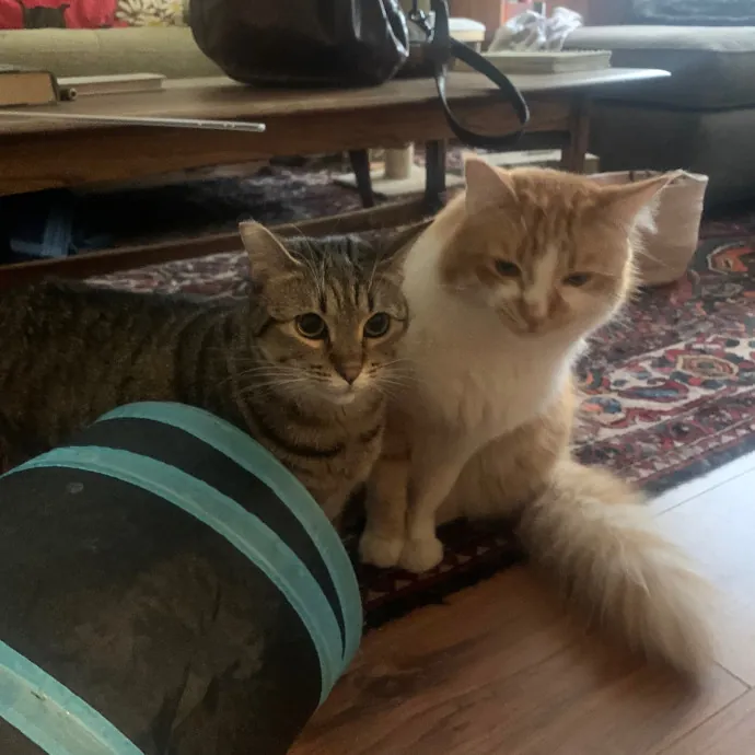 Jennifer's Purrfect Cat Sitting East Bay
