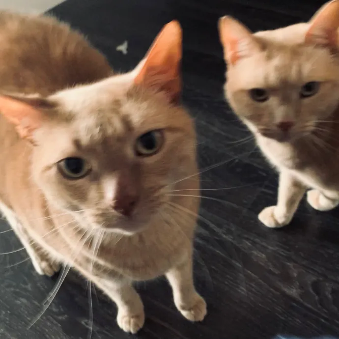 Jennifer's Purrfect Cat Sitting East Bay