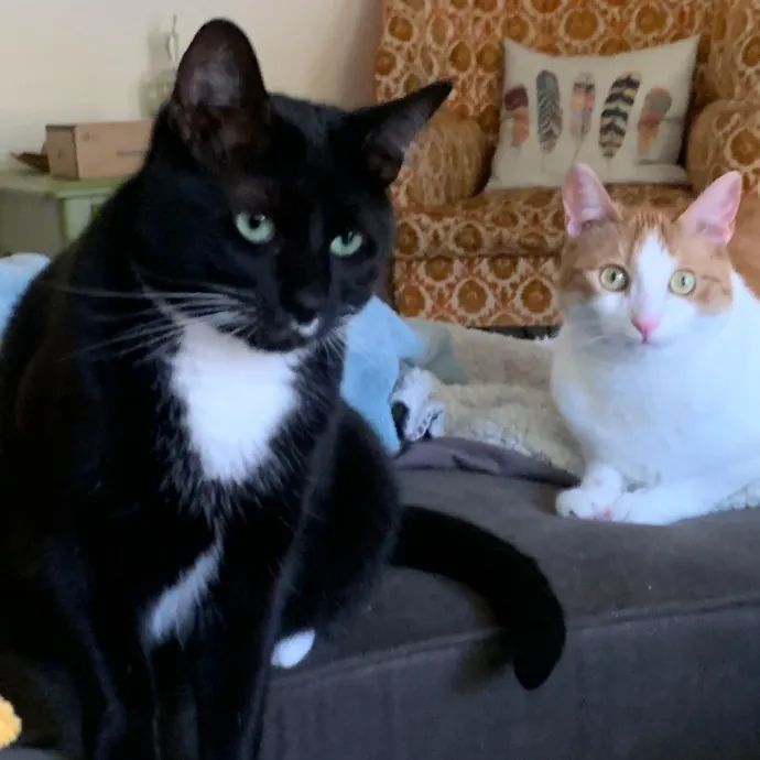 Jennifer's Purrfect Cat Sitting East Bay