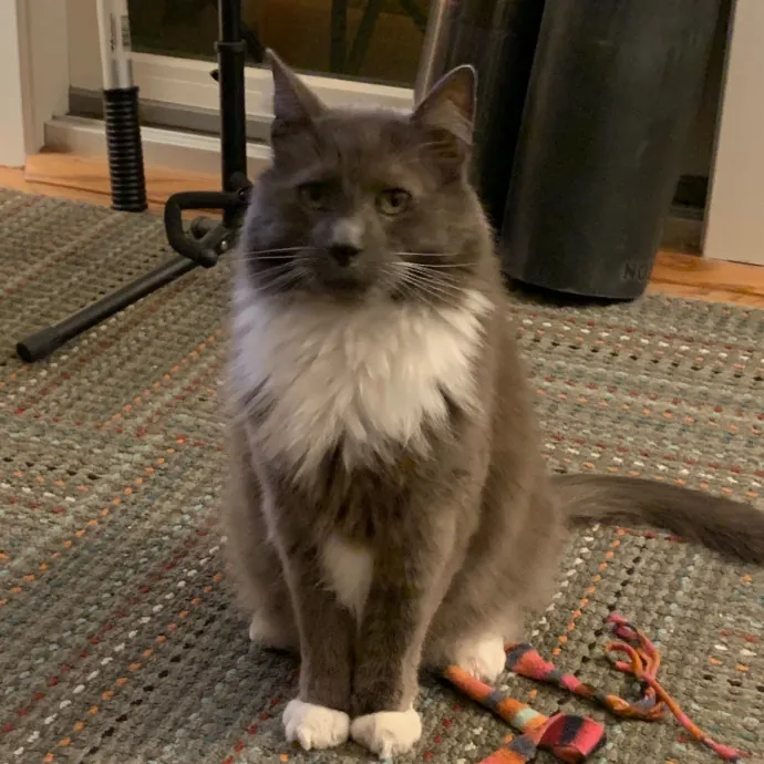 Jennifer's Purrfect Cat Sitting East Bay