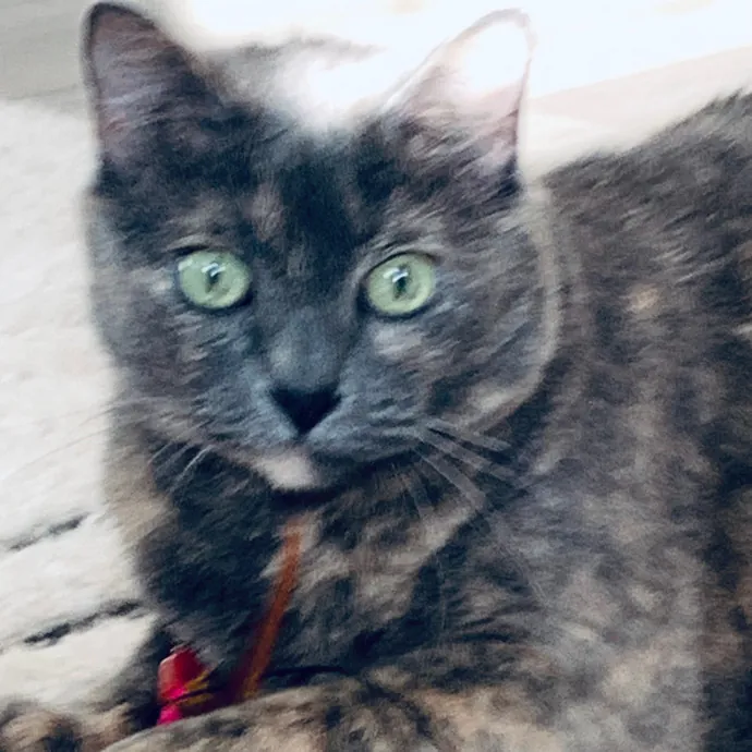 Jennifer's Purrfect Cat Sitting East Bay