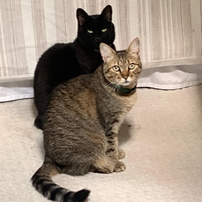 Jennifer's Purrfect Cat Sitting East Bay