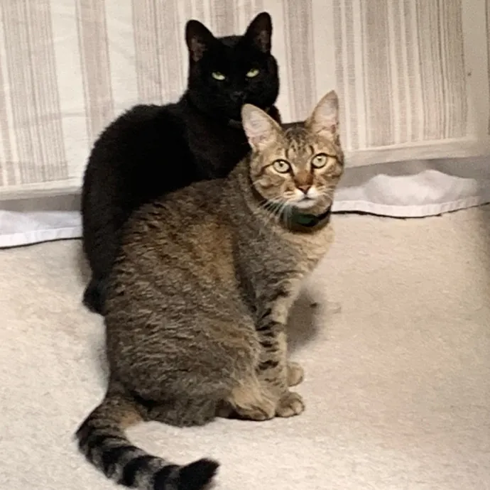 Jennifer's Purrfect Cat Sitting East Bay
