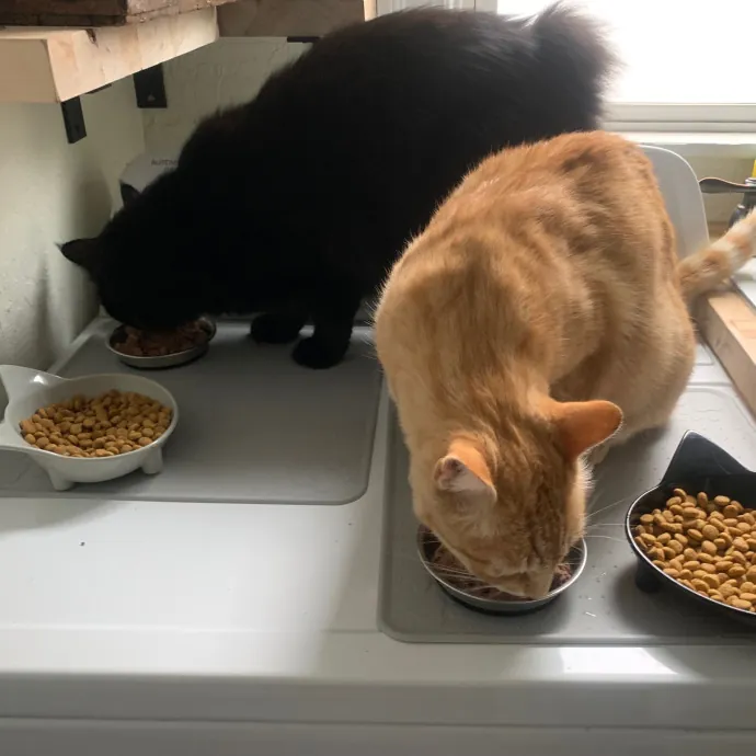 Jennifer's Purrfect Cat Sitting East Bay
