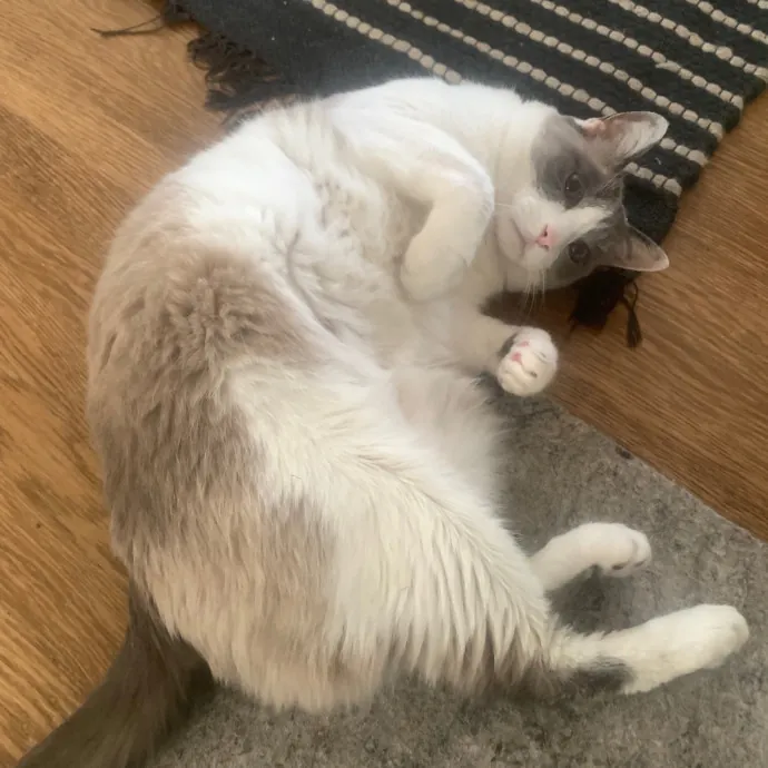 Jennifer's Purrfect Cat Sitting East Bay