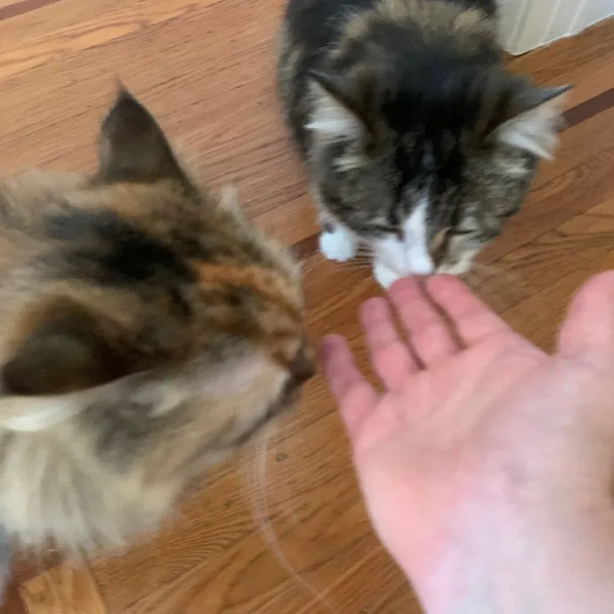 Jennifer's Purrfect Cat Sitting East Bay