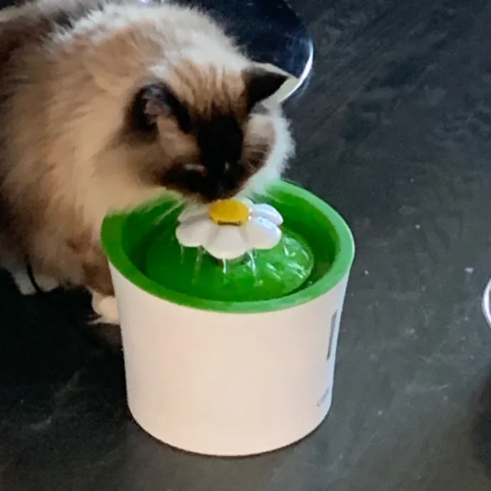 Jennifer's Purrfect Cat Sitting East Bay