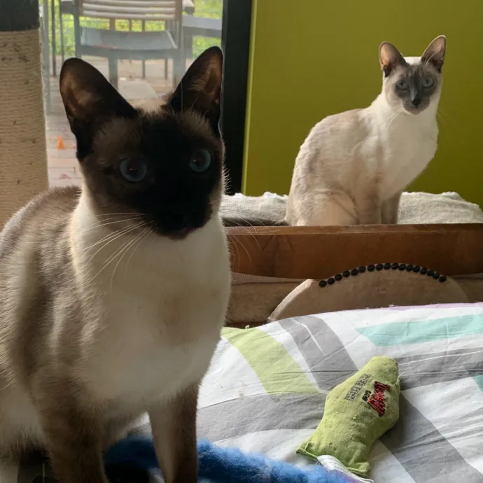 Jennifer's Purrfect Cat Sitting East Bay