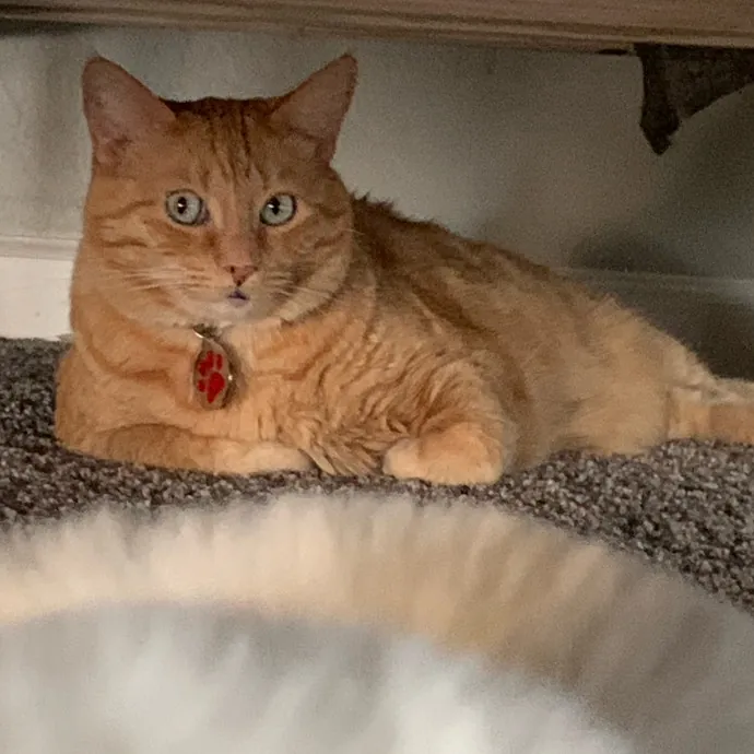 Jennifer's Purrfect Cat Sitting East Bay
