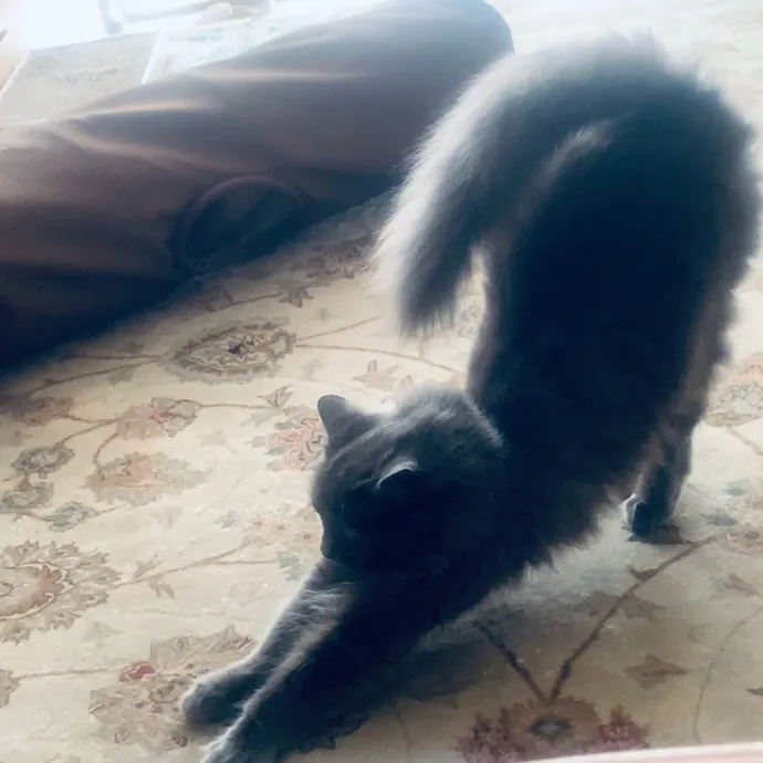 Jennifer's Purrfect Cat Sitting East Bay