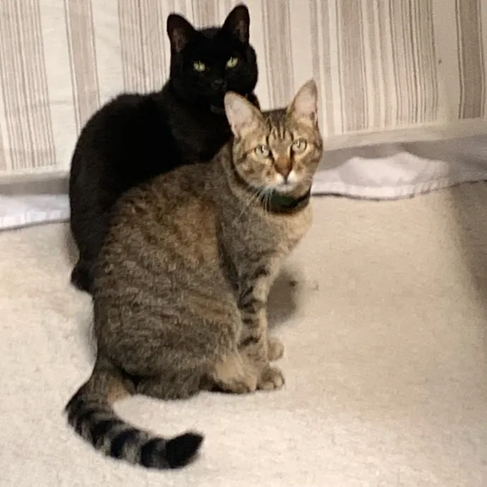 Jennifer's Purrfect Cat Sitting East Bay