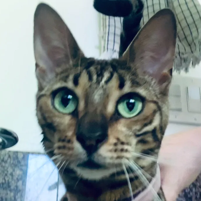 Jennifer's Purrfect Cat Sitting East Bay
