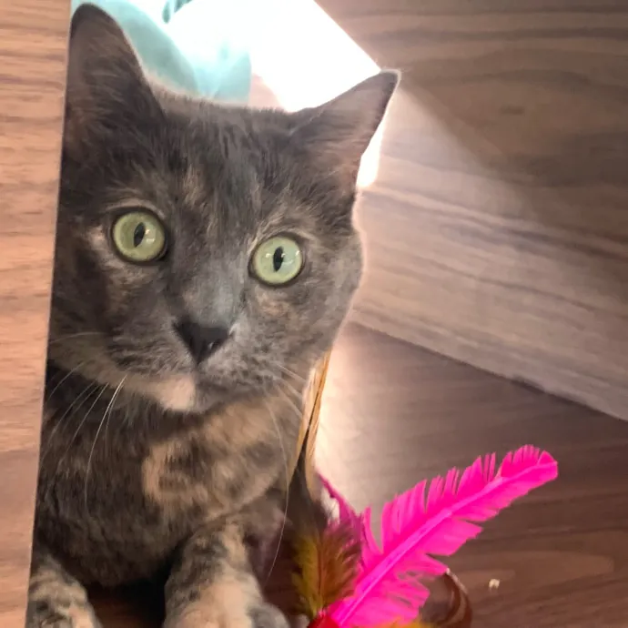 Jennifer's Purrfect Cat Sitting East Bay