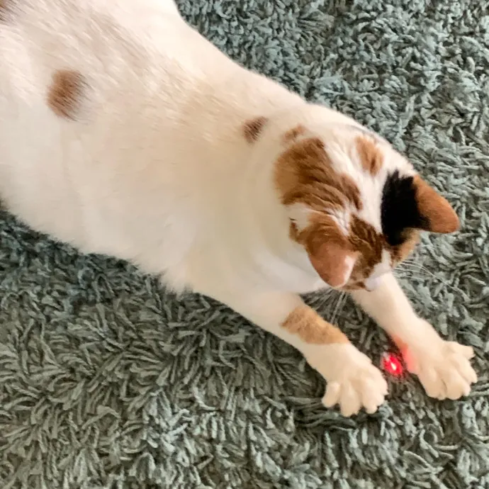 Jennifer's Purrfect Cat Sitting East Bay