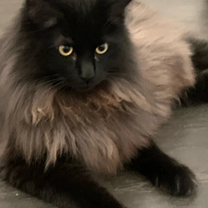 Jennifer's Purrfect Cat Sitting East Bay