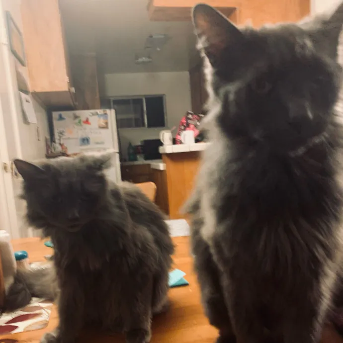 Jennifer's Purrfect Cat Sitting East Bay