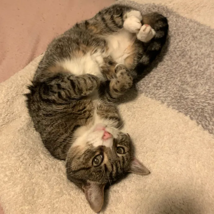 Jennifer's Purrfect Cat Sitting East Bay