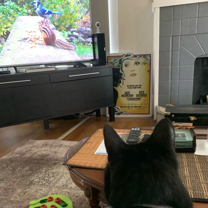 Jennifer's Purrfect Cat Sitting East Bay