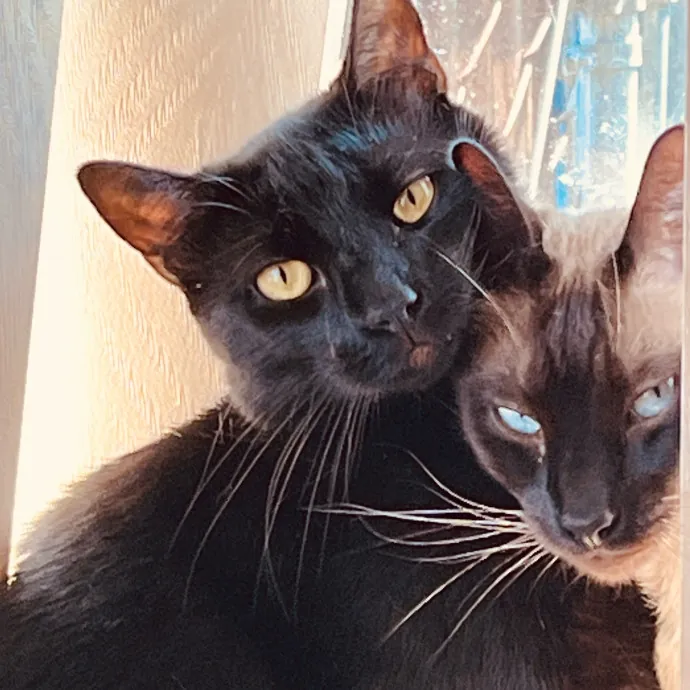 Jennifer's Purrfect Cat Sitting East Bay