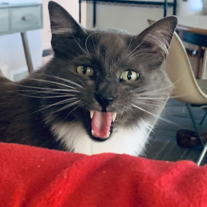 Jennifer's Purrfect Cat Sitting East Bay