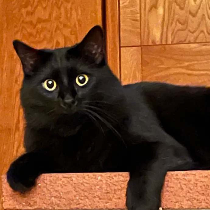 Jennifer's Purrfect Cat Sitting East Bay