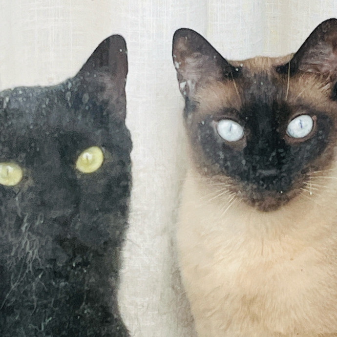 Jennifer's Purrfect Cat Sitting East Bay