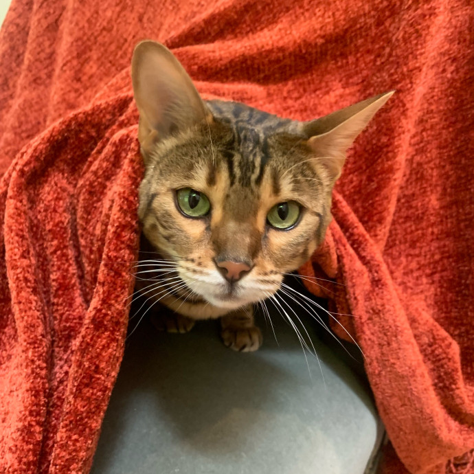 Jennifer's Purrfect Cat Sitting East Bay