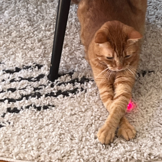 Jennifer's Purrfect Cat Sitting East Bay