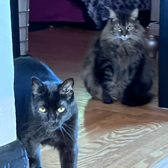 Jennifer's Purrfect Cat Sitting East Bay