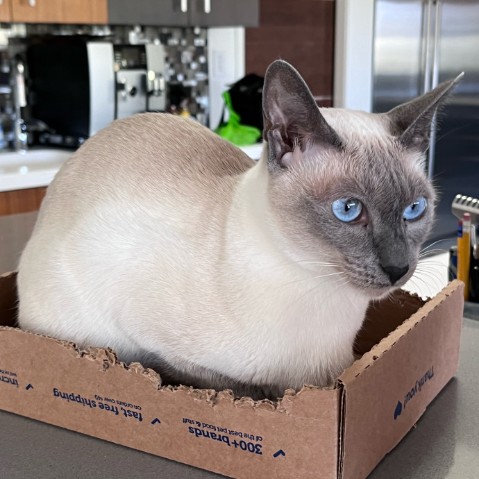 Jennifer's Purrfect Cat Sitting East Bay
