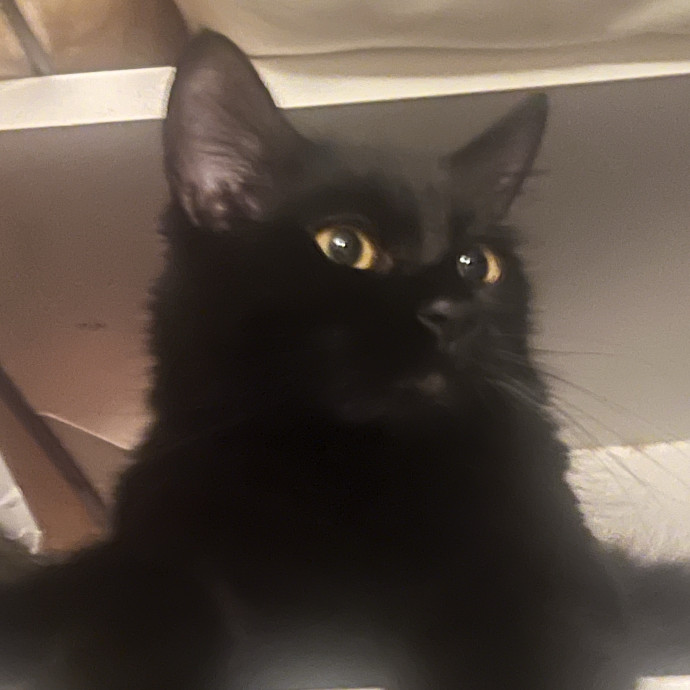 Jennifer's Purrfect Cat Sitting East Bay photo 3