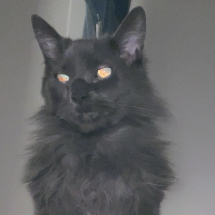 Jennifer's Purrfect Cat Sitting East Bay photo 2
