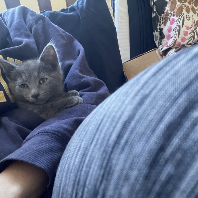 Cat-Loving Sitter Brklyn photo 2