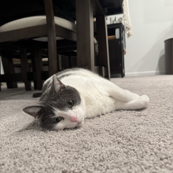 Sydni- Massachusetts Cat Sitting